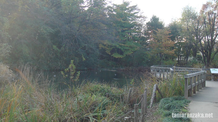 国分寺　姿見の池